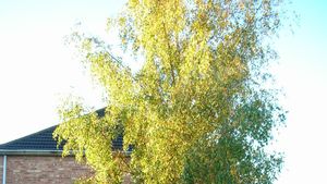 Silver Birch tree in Autumn